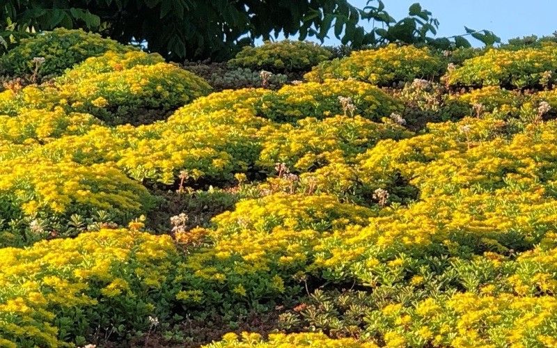 Tätskiktsystem & läggning av grönt ekotak på sommarstuga. Furuskog, Partille i Göteborg